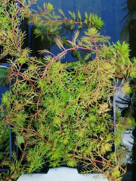 Myriophyllum Brasiliensis The Water Garden