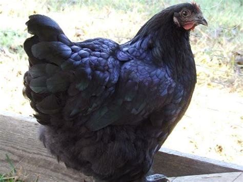 Middle TN - Young black Australorp rooster for sale