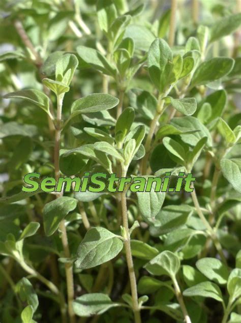 Mejorana Semillas Origanum Majorana Semi Strani Carlo Martini