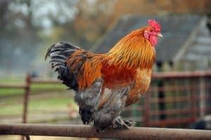 Complete Cochin Chicken Guide: 6 Must Read Facts | Chickens And More