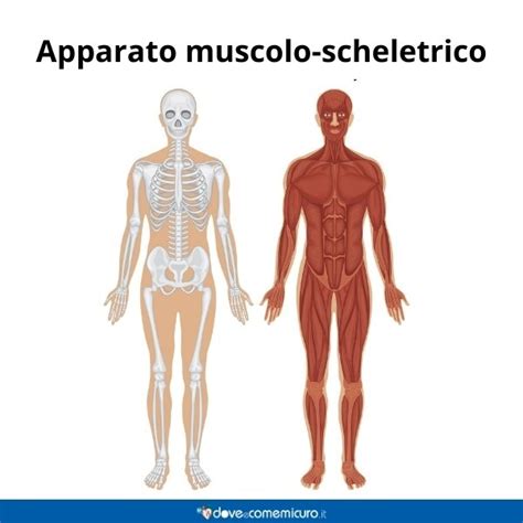 Muscoli E Ossa Del Corpo Umano Apparato Muscolo Scheletrico