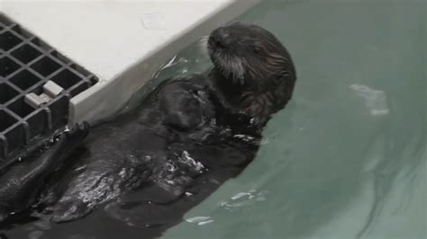 Orphaned sea otter pups rescued, offered second chance at Shedd Aquarium - ABC7 Chicago