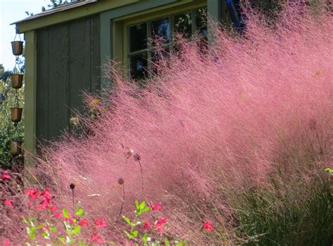 Pink Grasses 11 Ideas For Muhlenbergia In A Landscape Gardenista