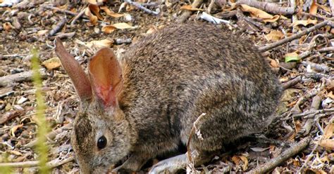 Birding Bros. Blog: Species Spotlight #14: Brush Rabbit