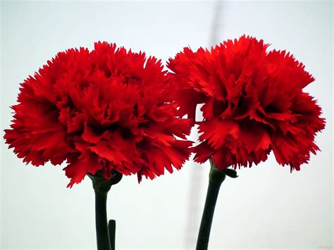 Dark Red Carnation Flowers Wallpaper Tadka