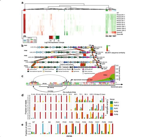 Structure And Transcriptional Control Of Five Phase Variable Capsular