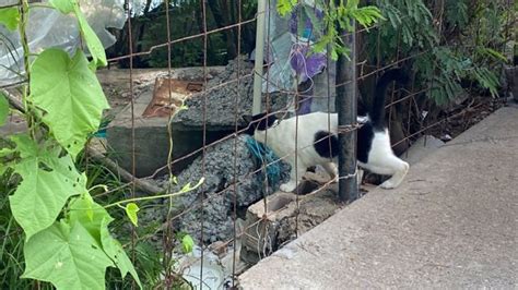 Pretenden Evitar Abandono De Gatos En El Faro Luz Noticias