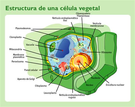 Célula Vegetal Ecured