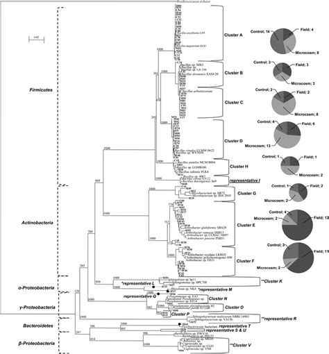 Phylogenetic Tree Inferred From Comparison Of The 16S RRNA Gene