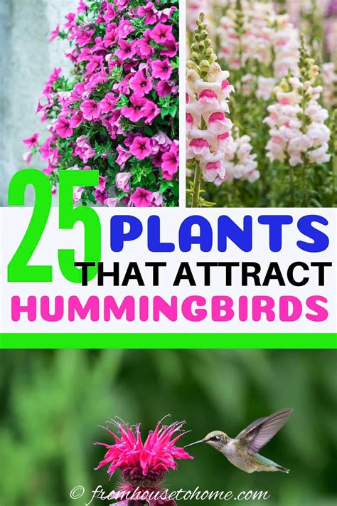 Hummingbird Plants 25 Of The Best Flowers That Attract Hummingbirds