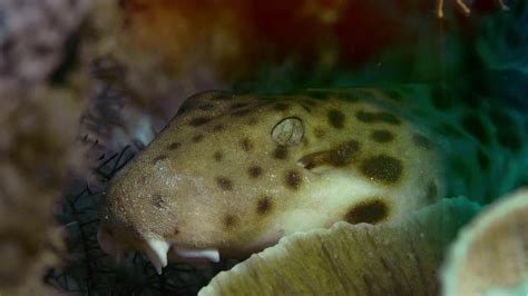 Baby Coral Catshark