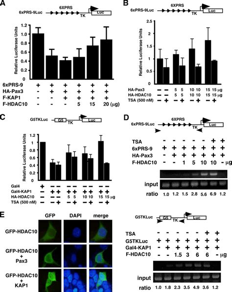 Hdac Regulates The Transcriptional Activities Of Pax And Kap A