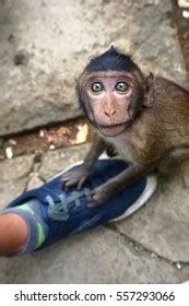 Cheeky Baby Monkey Stock Photo 557293066 | Shutterstock