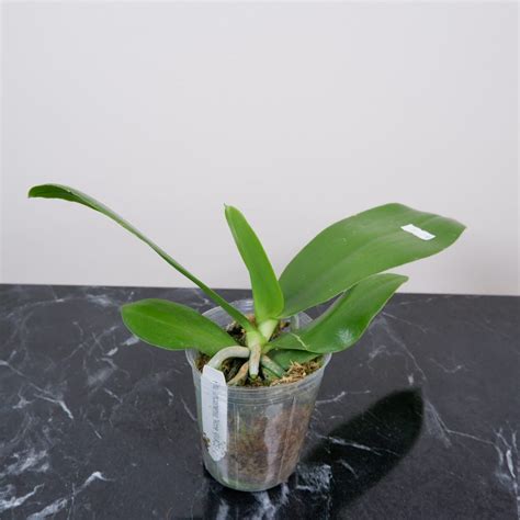 B6 Phal. Miki Crown ”16” SM/Toga (Tayvan Orkide Fidesi) - Sihirli Bahçem