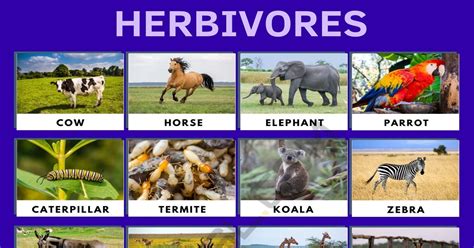 omnivores animals pictures  names