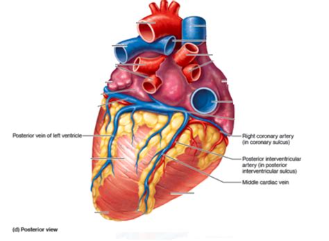 Heart Anatomy Posterior View