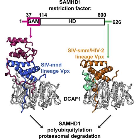 Molecular Determinants For Recognition Of Divergent Samhd Proteins By