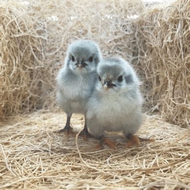 Lavender Orpington Chicks Off Metaltecnica Pe