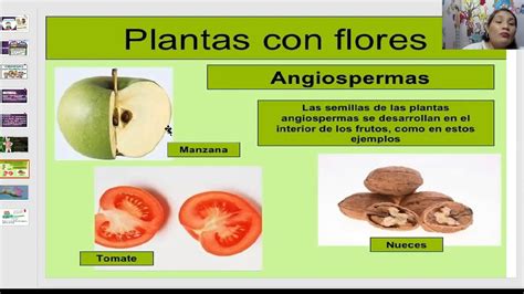 PLANTAS ANGIOSPERMAS YouTube