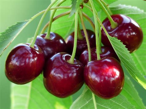 Cara Menanam Cherry Dalam Pot Kampustani