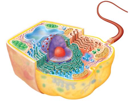 Eukaryotic Cell Diagram 2d