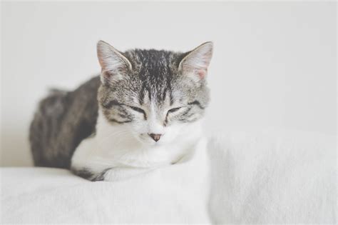 American Shorthair Tabbycat