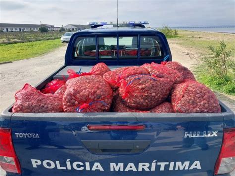 Pol Cia Mar Tima Apreende Meia Tonelada De Bivalves Em Alcochete