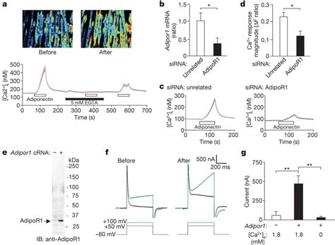 Adiponectin Induced Ca2 Influx By AdipoR1 In C2C12 Myocytes And