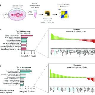 Surface Roughness Enhances The Stemness Of Tnbc Cells Summary Of