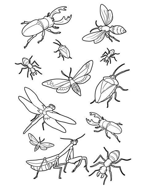 Coloring Pages Of Insects And Bugs