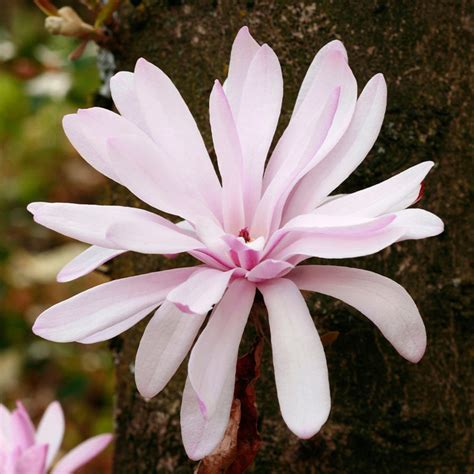 Magnolia Stellata Rosea Magnolia étoilé Rose Plantes Shopping