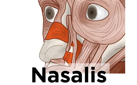 Nasalis Muscle Flaring Your Nostrils Artomedics Studio