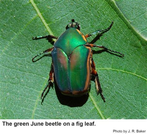 Green June Bug in North Carolina Grapes | NC State Extension Publications