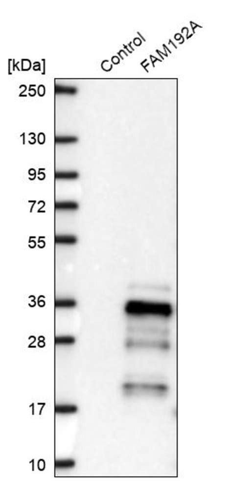 Anti Fam A Antibody Produced In Rabbit