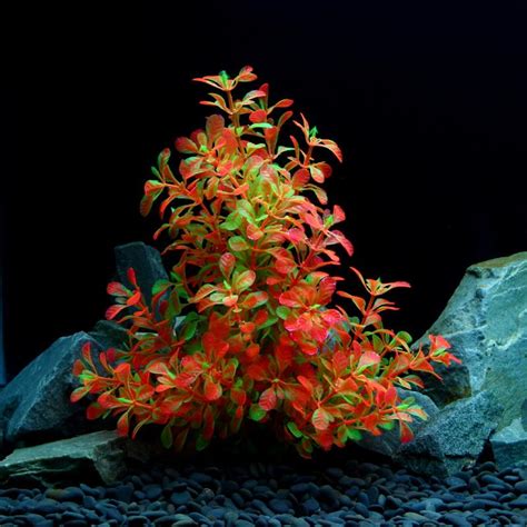 Фото людвигия аркуата