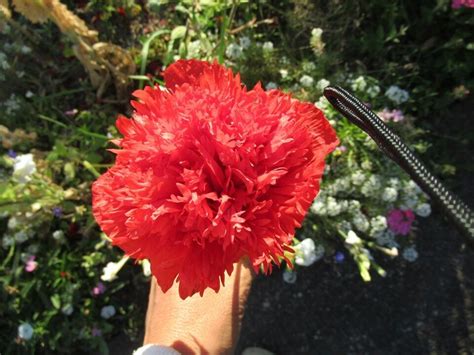 Giant Double Red Peony Poppy~ Annual 100 Seeds~nsw Harvest Ebay