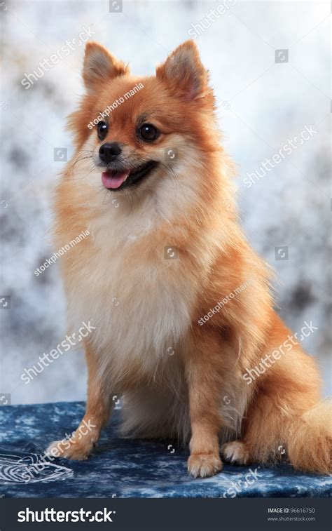 Portrait Fox Face Pomeranian Dog Studio Stock Photo 96616750 - Shutterstock