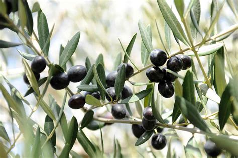 growing olive trees  oil  john ogburn blog