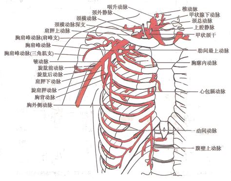 锁骨下动脉360百科