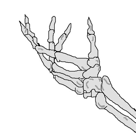 Skeleton Hand Drawing Outline