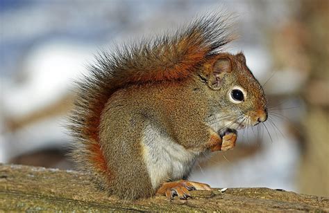 Squirrels In The State Of Georgia Lookout Pest Control