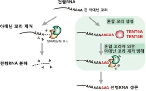 국내연구진 유전자 조절 실마리 Rna 보호하는 혼합 꼬리 발견 네이트 뉴스