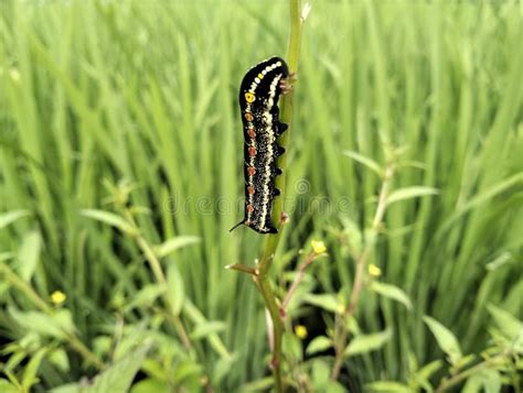 Caterpillar Pests Attack Flower Plants in the Yard ? Stock Image ...