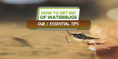 How To Get Rid of Waterbugs: Our 5 Tips That Work! - Grow Your Yard