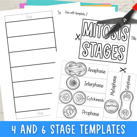 Mitosis Cell Division Foldable Cut And Paste Science Activity And