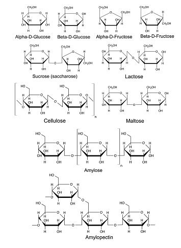 Chemical Structural Formulas Of Basic Carbohydrates Stock Illustration ...