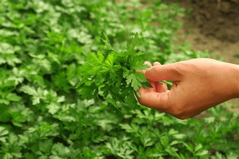 A Comprehensive Guide To Growing Parsley