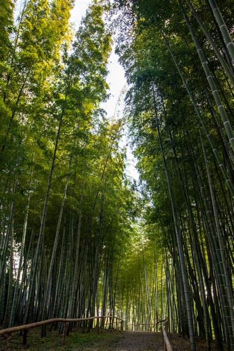 於大公園（竹林・メタセコイア 並木）愛知県知多郡の観光・撮影スポットの名所 東海カメラマップ