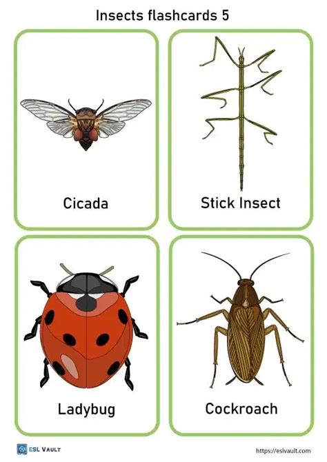 Free Printable Pdf Insects Flashcards Esl Vault Insect Activities