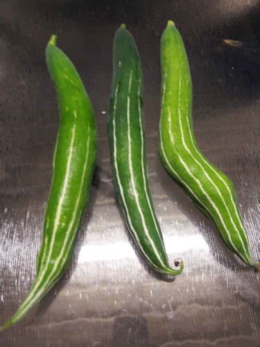 Snake Gourd Chinese Cucumber Potlakaaya Pudalankaai Padavalanga